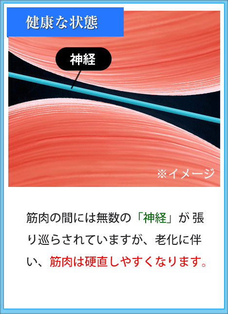 筋肉の間には無数の「神経」が 張り巡らされていますが、老化に伴い、筋肉は硬直しやすくなります。